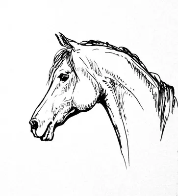 Лошадь. Голова, вид сбоку, животные, коричневое, лошади х - Обои для  рабочего стола