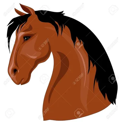 Золото-коричневое украшение лошади с белыми челюстями выглядит сбоку  Стоковое Изображение - изображение насчитывающей недоуздок, темно: 159028239