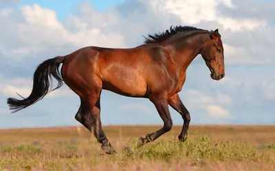Лошадь вид сбоку - 70 фото