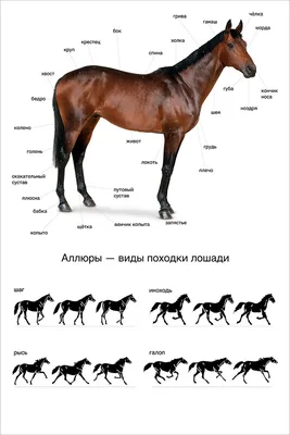 Pictures horse Black Side Animals 3840x2400
