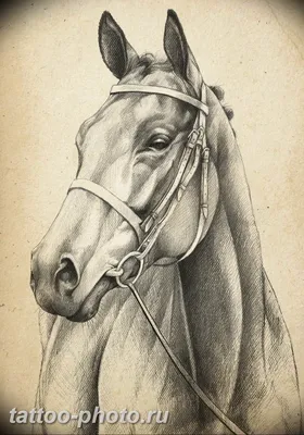 Лицо лошади боком рисунок - 58 фото