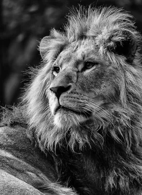 Фото льва черно белое 