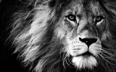Pin by Курицын Михаил Сергеевич on Арт | Lion images, Black and white lion,  White lion