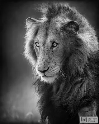 черно белый портрет льва с длинными волосами, картины льва на стену, лев,  животное фон картинки и Фото для бесплатной загрузки