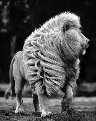 Черные львы в природе - 72 фото