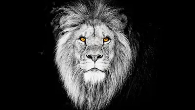 Фотообои \"Черно-белое изображение льва\" - Арт. 180211 | Купить в  интернет-магазине Уютная стена