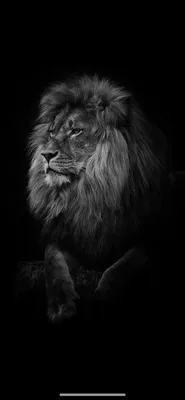 Картина на полотне Черно-белое изображение льва № s28882 в ART-holst.com.ua