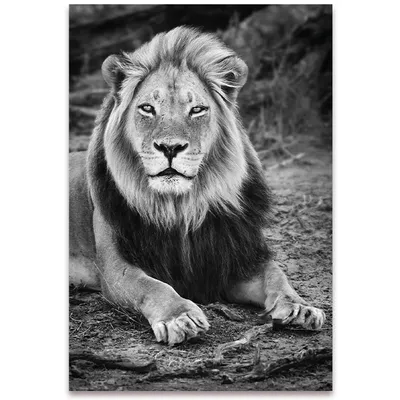 Черно-белая голова льва стоковое изображение. изображение насчитывающей  шерсть - 156525487