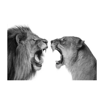 В африканском стиле дикого льва Lover холст настенные картины Искусство Львы  плакатов и печатает черно-белое Животные художественные картины без рамки |  AliExpress