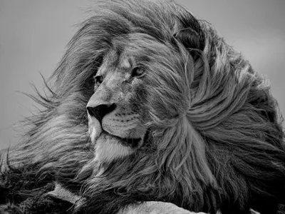 Черно- белый лев стоковое фото. изображение насчитывающей опасно - 193798590