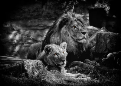 Черно-белое изображение льва генеративный ии | Премиум Фото
