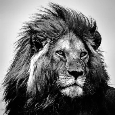 Фото льва черно белое фотографии