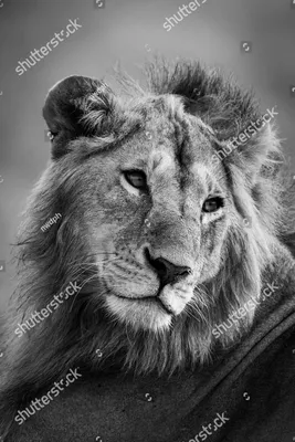 Рисунок льва черно белый - 51 фото