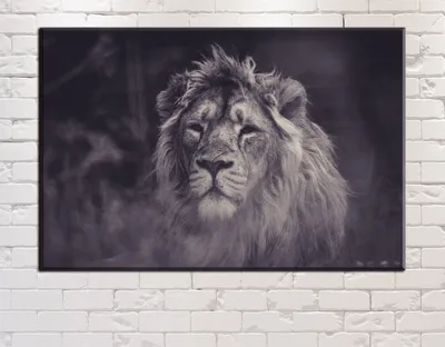 черно белое фото двух львов, фото львов черно белые, лев, животное фон  картинки и Фото для бесплатной загрузки