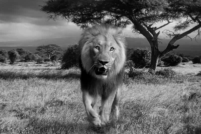 Черно-белая голова льва стоковое фото. изображение насчитывающей головка -  128887948