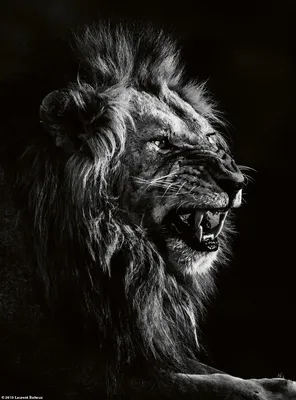 черно-белое фото молодого льва в пустыне Калахари Стоковое Фото -  изображение насчитывающей опасность, охотник: 235245430