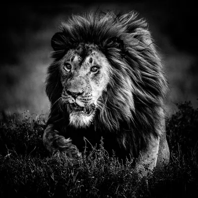 Модульная картина Черно-белое изображение льва: - Арт. 180211 | Купить в  интернет-магазине Уютная стена