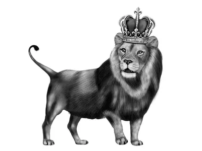 Черное белое фото царя животных льва ArtWall