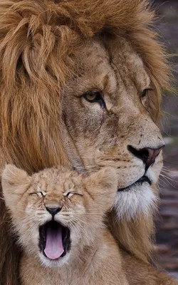 Фото льва и львенка 