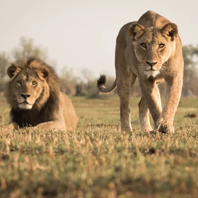 Кто сильнее: лев или львица | Заметки о животных | Дзен