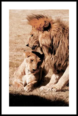 Новый лев в зоопарке убил львицу в первые минуты знакомства: Звери: Из  жизни: Lenta.ru