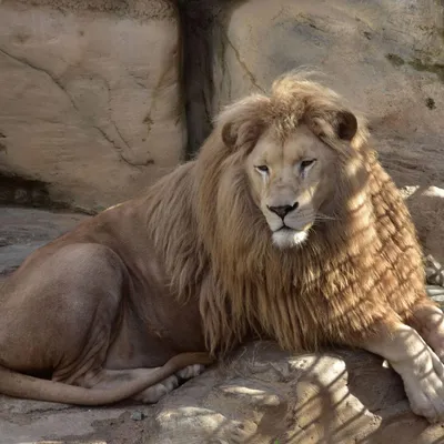 Львы — Зоопарк Садгород