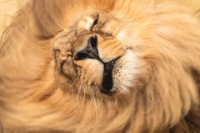 В каких случаях лев-самец может убить львицу | Заметки о животных | Дзен