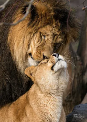 Лев занялся воспитанием львёнка после смерти матери
