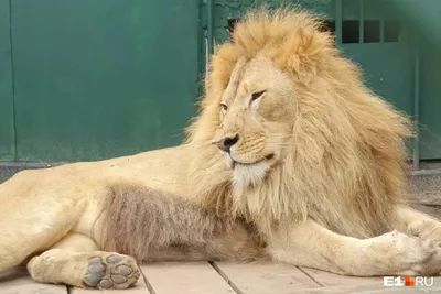 Львы — Зоопарк Садгород