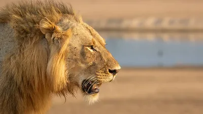 Как сейчас живет лев Симба, спасенный от фотографа-живодера - KP.RU