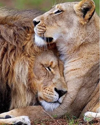 Лев и львица - 75 фото
