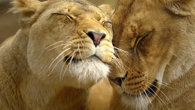 Фото льва и львицы любовь фотографии