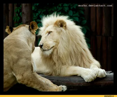лев и львица любовь｜TikTok Search