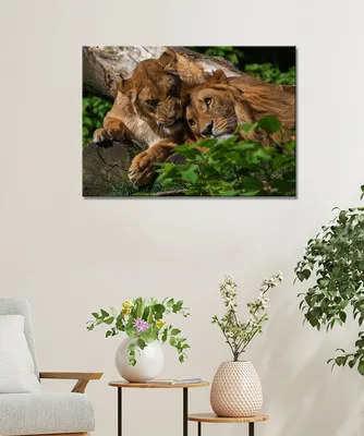 Любовь льва и львицы картинки - 80 фото