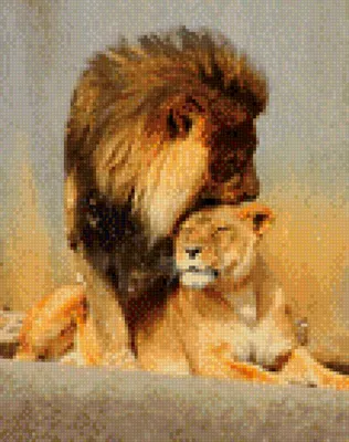 Картинки лев и львица (Много фото) - oboyplus.ru