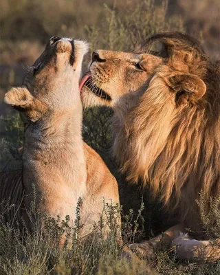 Фото льва и львицы вместе 