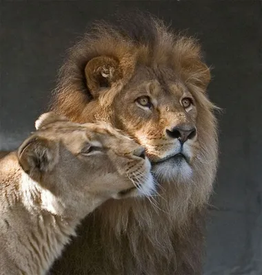 Различия между львом и львицей» — создано в Шедевруме