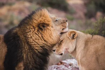 два льва вместе сидят, картинка льва и самки, лев, животное фон картинки и  Фото для бесплатной загрузки