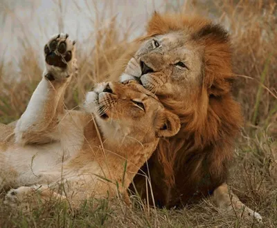 Лев и львица вместе - красивые фото