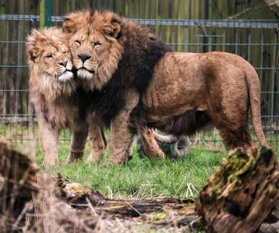 В США усыпили пару 21-летних львов, чтобы они не страдали в одиночестве —  фото / NV