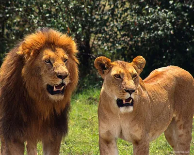 Лев Симба встретил в Танзании свою избранницу, львицу Фиону