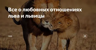 Волк и лев, 2021 — смотреть фильм онлайн в хорошем качестве на русском —  Кинопоиск