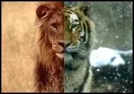 2 льва сидят на земле, картинка льва, лев, животное фон картинки и Фото для  бесплатной загрузки