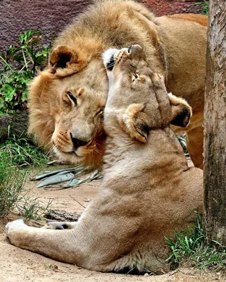 В США усыпили пару 21-летних львов, чтобы они не страдали в одиночестве —  фото / NV