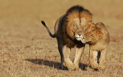 Вид льва и львицы друг на друга Стоковое Изображение - изображение  насчитывающей развилки, коты: 197652631