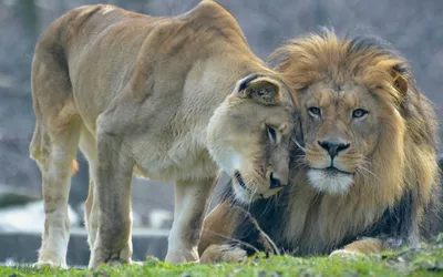 Львы загрызли львицу в приморском парке «Белый лев» - 12 октября 2023 -  vladivostok1.ru
