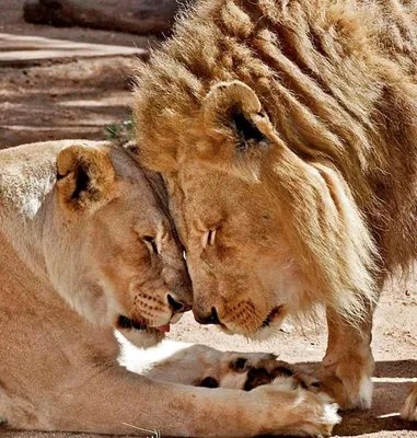 Новосибирский зоопарк ищет генетически здорового африканского льва - 13  февраля 2023 - НГС