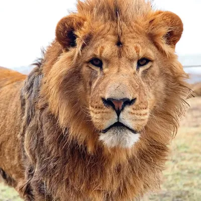 Льва и львицы вместе - картинки и фото koshka.top