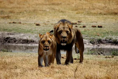 Лев и львица рисунок - 77 фото
