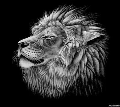 MERAGOR | Рисунок с мордой льва на аву